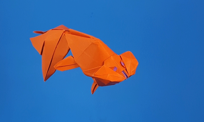 Origami Goldfish - Bubble-eye by Ronald Koh folded by Gilad Aharoni