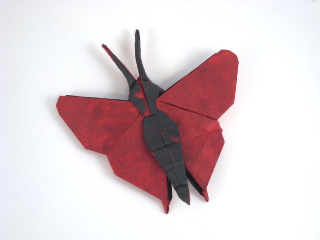 Origami Butterfly - Zoe by Quentin Trollip folded by Gilad Aharoni