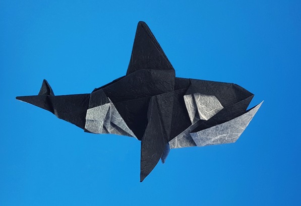 Origami Killer whale by Go Kinoshita folded by Gilad Aharoni