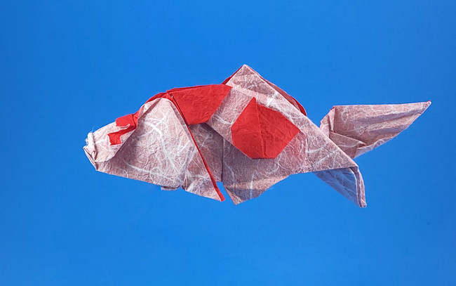 Origami Koi by KuCha (Mai Mingliang) folded by Gilad Aharoni