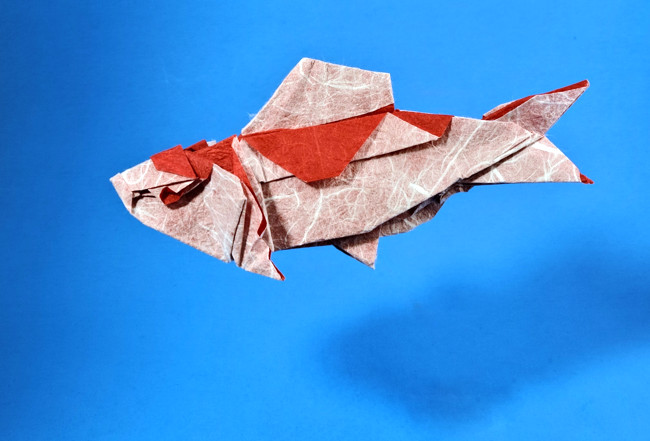 Origami Koi carp by Meng Weining (212moving) folded by Gilad Aharoni