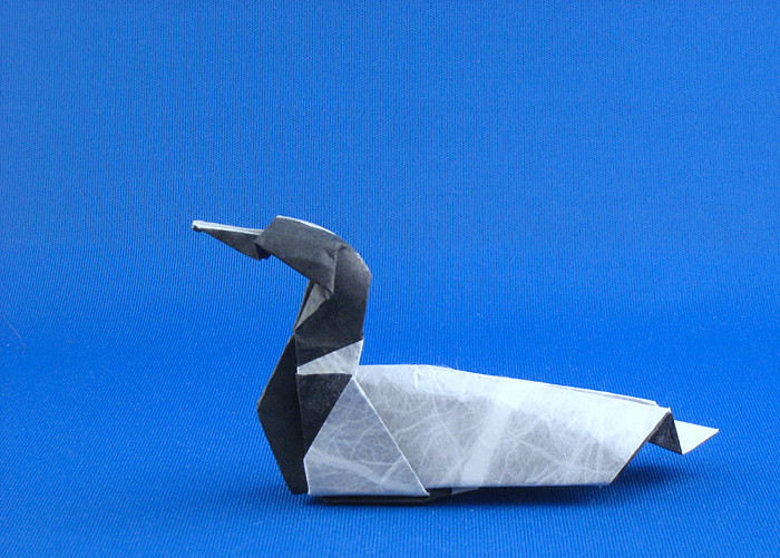 Origami Common loon by Joseph Wu folded by Gilad Aharoni