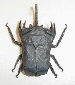 Origami Eupatorus horned beetle (Part 2) by Fumiaki Kawahata on giladorigami.com