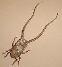 Origami Longhorn beetle (Part 1) by Seiji Nishikawa on giladorigami.com