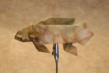 Origami Agassizi