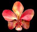 Origami Orchid blossom by Robert J. Lang on giladorigami.com