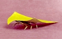 Origami Australian leaf bug by J.C. Nolan on giladorigami.com