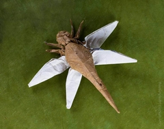 Origami Dragonfly - postscript by J.C. Nolan on giladorigami.com