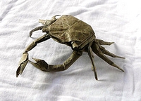 Origami Shore crab by Brian Chan on giladorigami.com