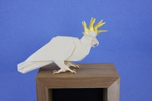 Origami Sulphur-crested cockatoo by Quentin Trollip on giladorigami.com