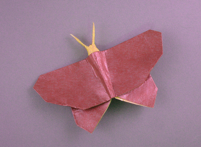 Origami Butterfly by Jun Maekawa folded by Gilad Aharoni