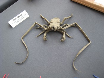 Origami Whip spider by Kyouhei Katsuta on giladorigami.com