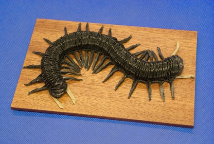 Origami Scolopendra - centipede by Andrey Ermakov on giladorigami.com