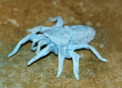 Origami Wolf spider by J.C. Nolan on giladorigami.com